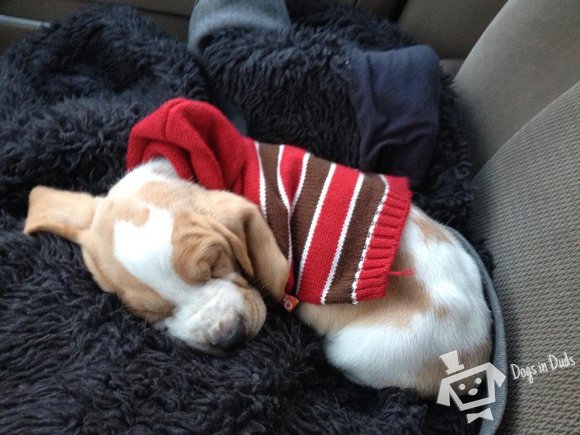 sweaters for basset hounds