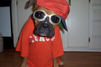 boxer dog dressed up