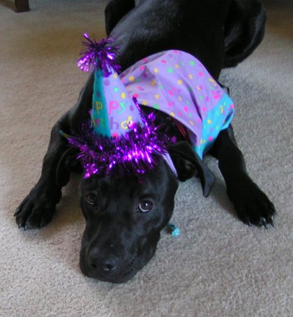 golden retriever mixed with pitbull. Retriever,Mix,Pitbull