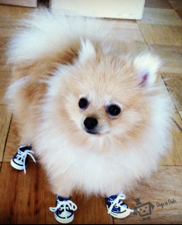 converse puppy shoes