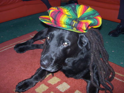 rasta_dog.jpg