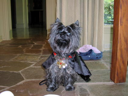 funny cairn terrier